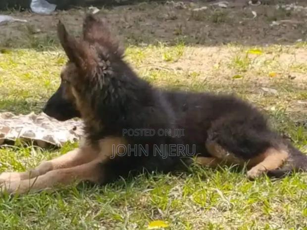 3-6 months Female Purebred German Shepherd