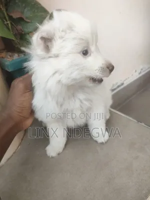 1-3 months Female Mixed Breed Japanese Spitz