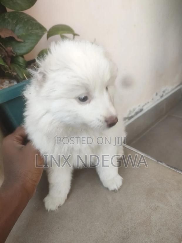 1-3 months Female Mixed Breed Japanese Spitz - thumbnail 2