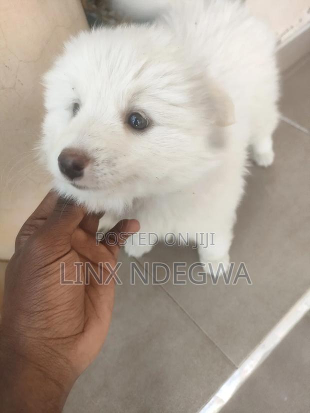 1-3 months Female Mixed Breed Japanese Spitz - thumbnail 3