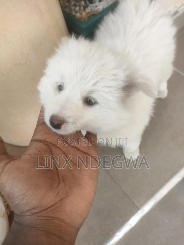 1-3 months Female Mixed Breed Japanese Spitz - thumbnail 4