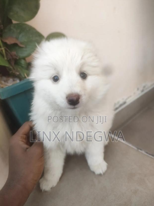 1-3 months Female Mixed Breed Japanese Spitz - thumbnail 5