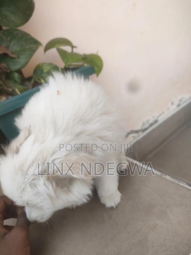 1-3 months Female Mixed Breed Japanese Spitz - thumbnail 6