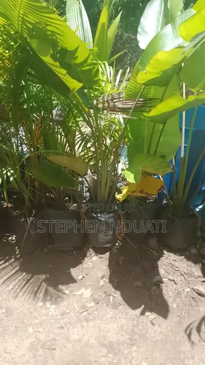 Travellers Palm