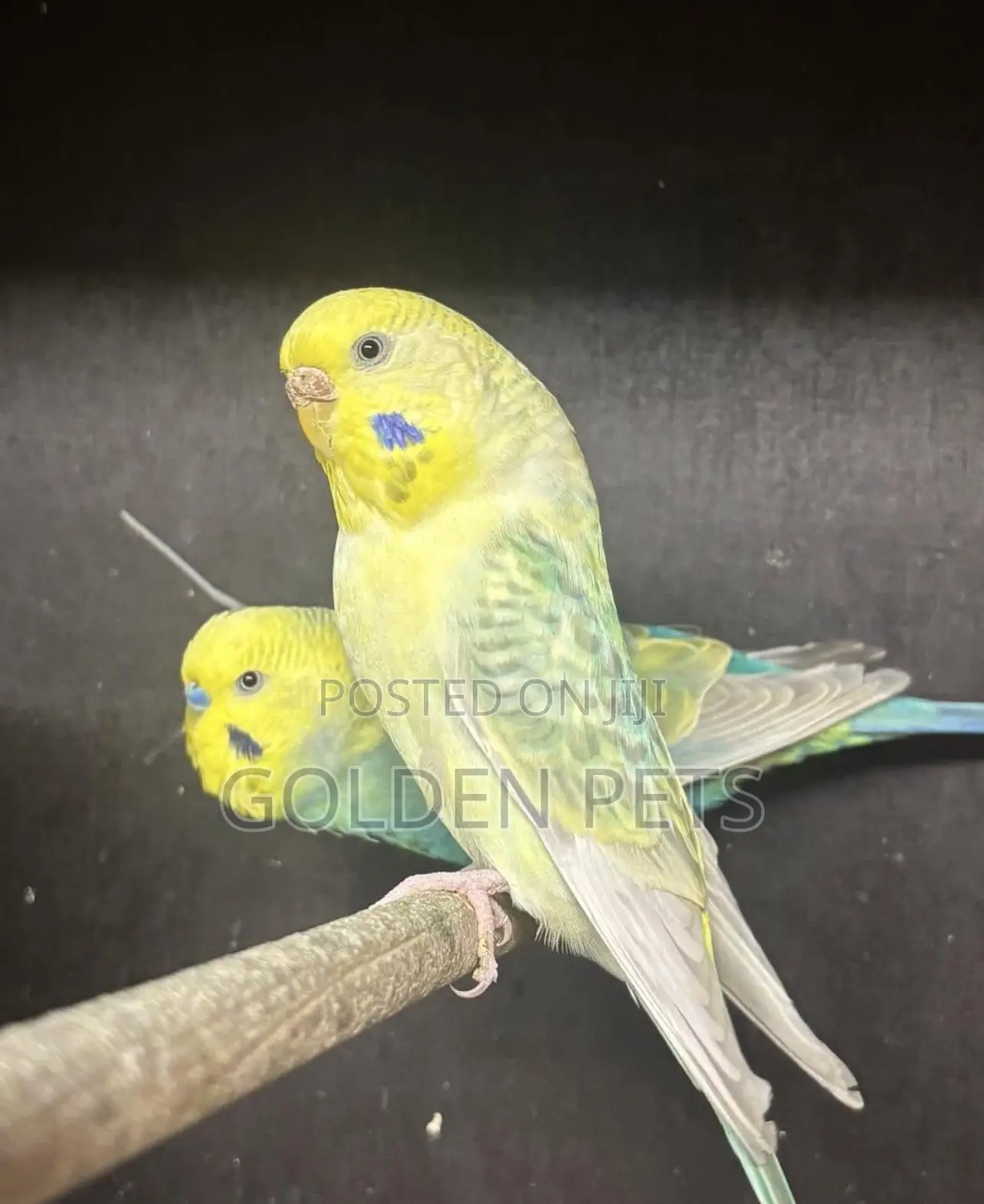Budgie Pairs Available