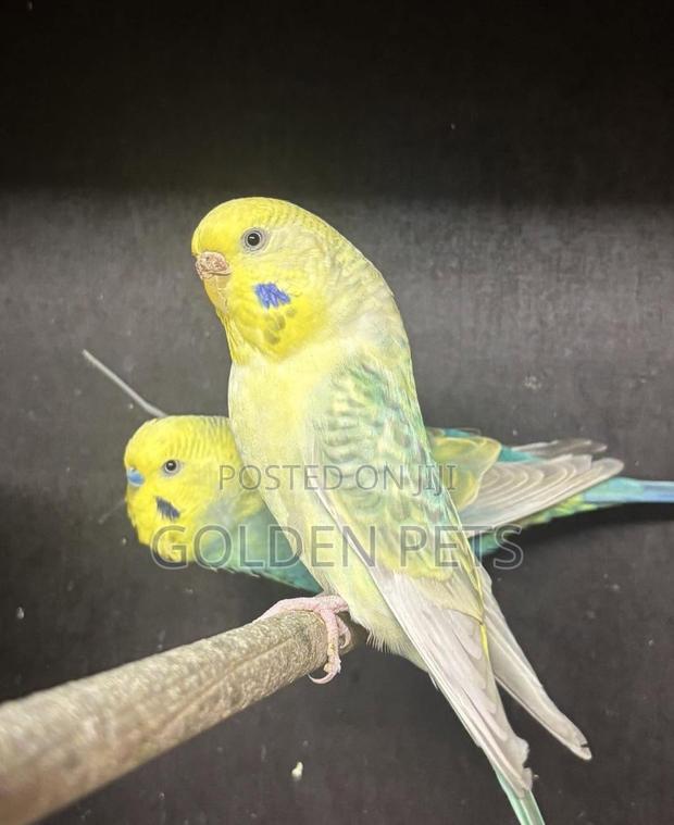 Budgie Pairs Available