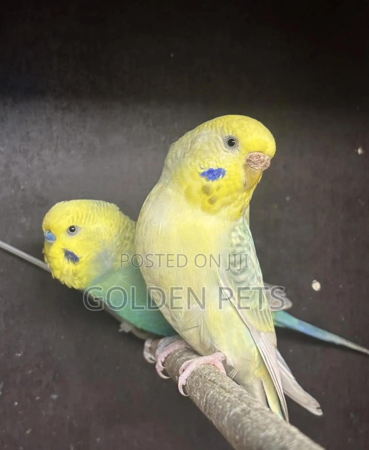 Colorful Mature Budgies