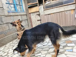 1+ year Female Purebred German Shepherd