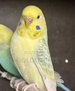 Mature Colors