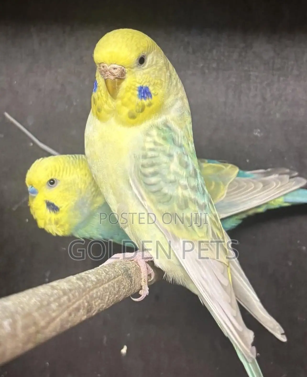 Yelow Budgies
