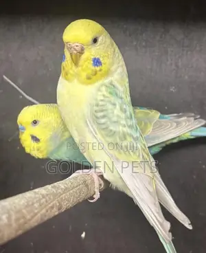 Yelow Budgies