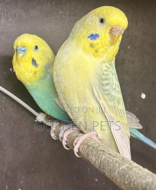 Yellow Birds