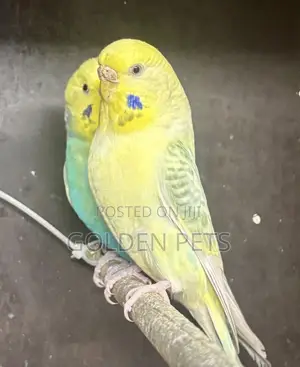 Budgies Available