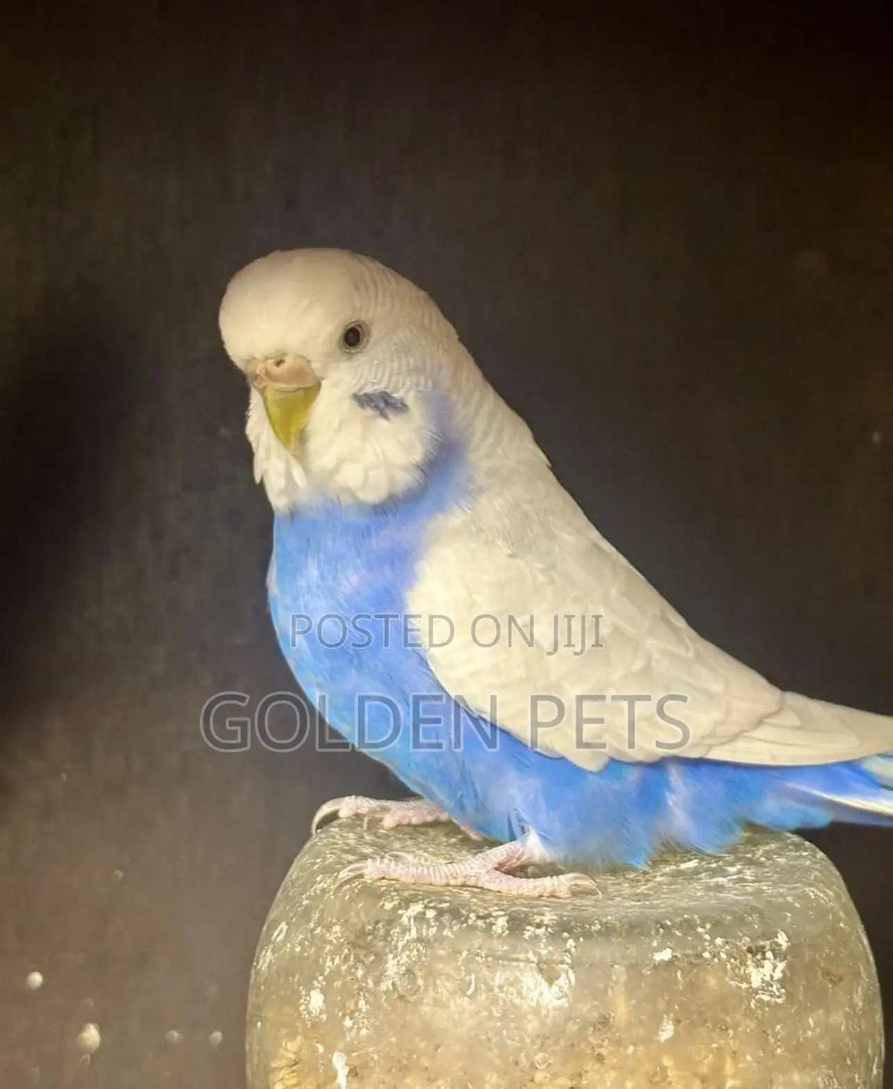 Budgies Now Available