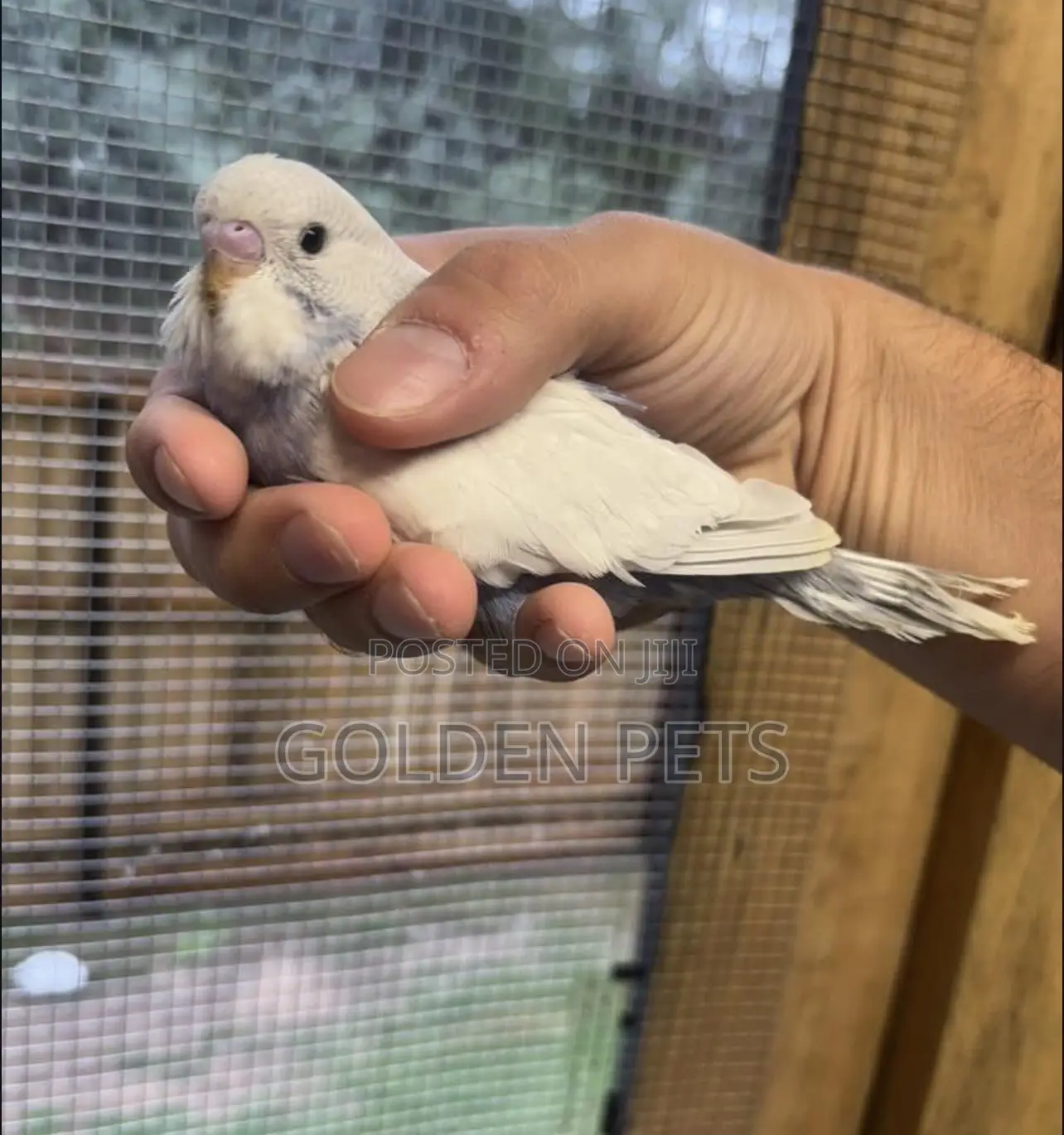 Budgies Birds