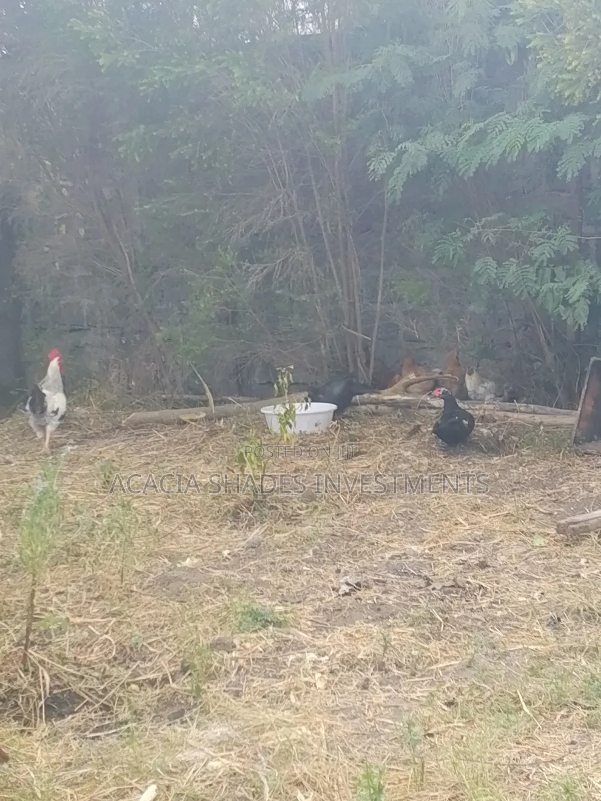 Broilers , Chickens