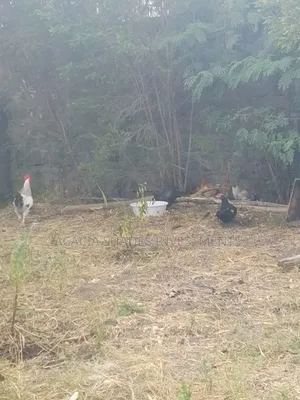 Broilers , Chickens