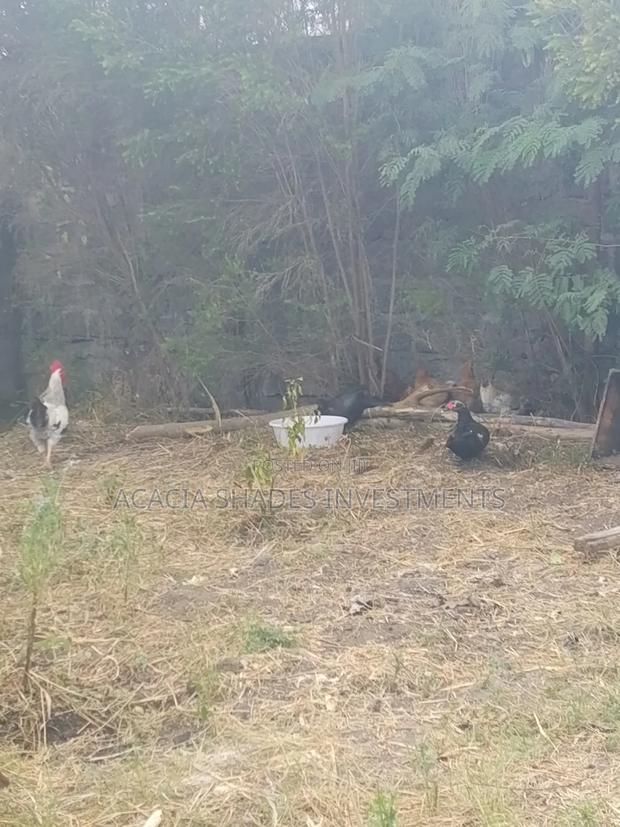 Broilers , Chickens - thumbnail 2