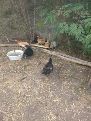 Broilers , Chickens