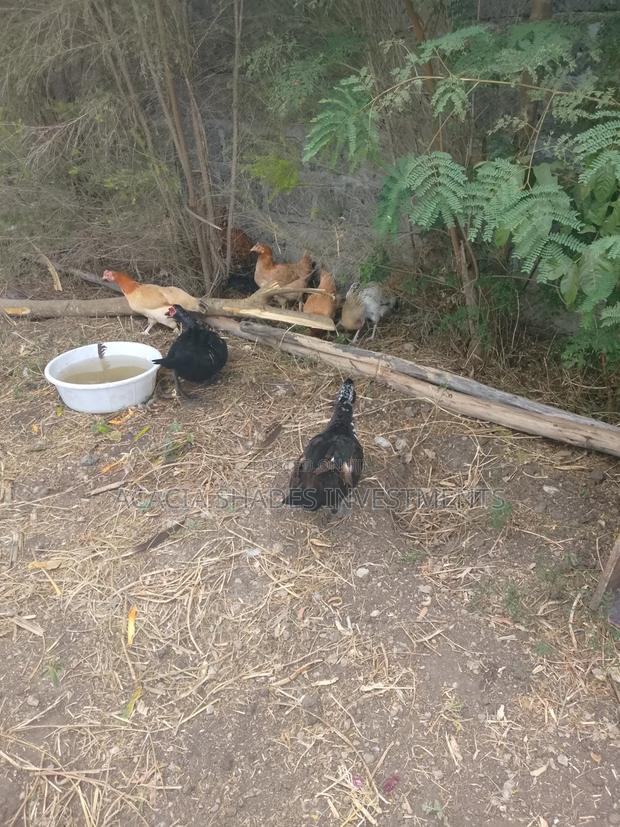 Broilers , Chickens - main view
