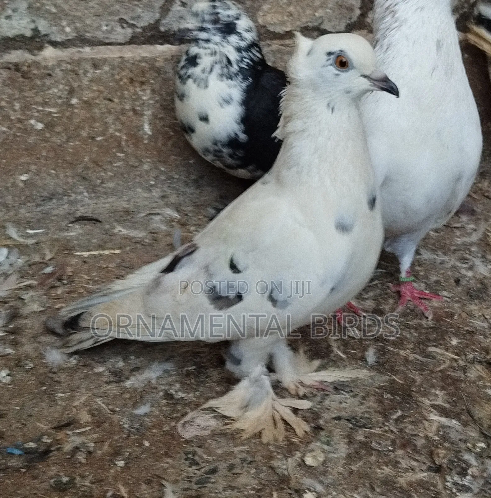 Head Crested and Leg Flared Pure Shungi Breeds.