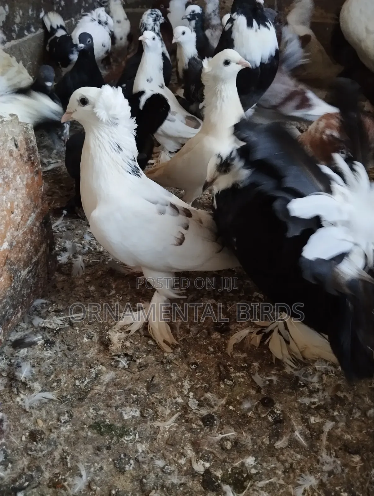 Head Crested and Leg Flared Pure Shungi Breeds.