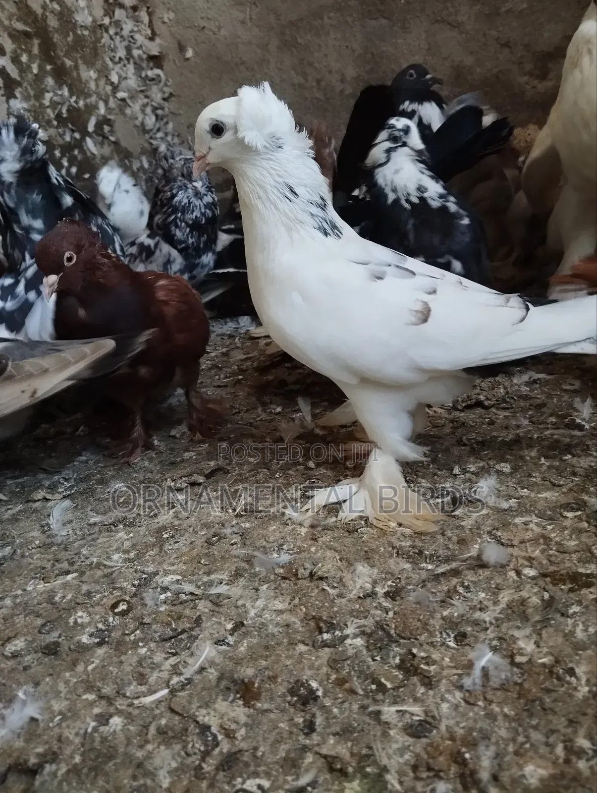 Head Crested and Leg Flared Pure Shungi Breeds.