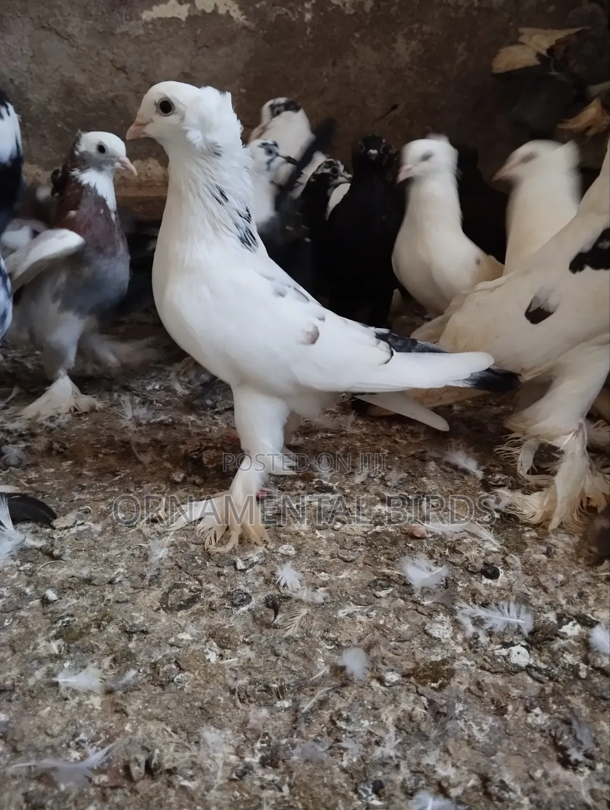 Head Crested and Leg Flared Pure Shungi Breeds.