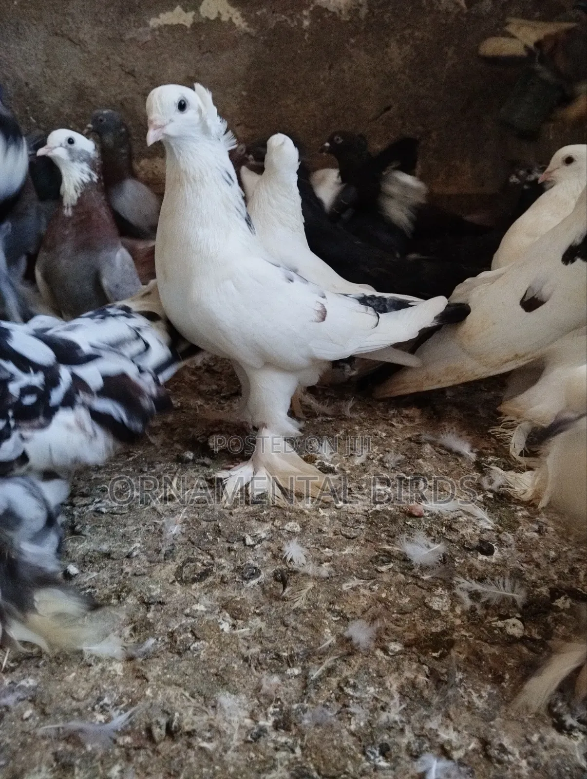 Head Crested and Leg Flared Pure Shungi Breeds.