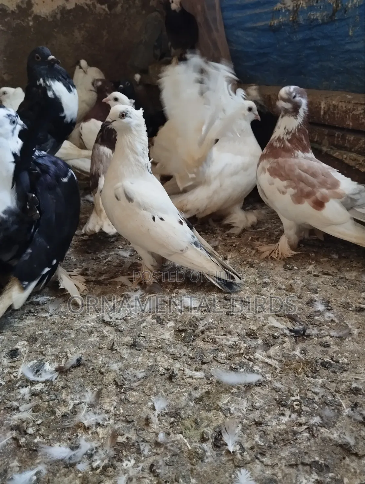 Head Crested and Leg Flared Pure Shungi Breeds.