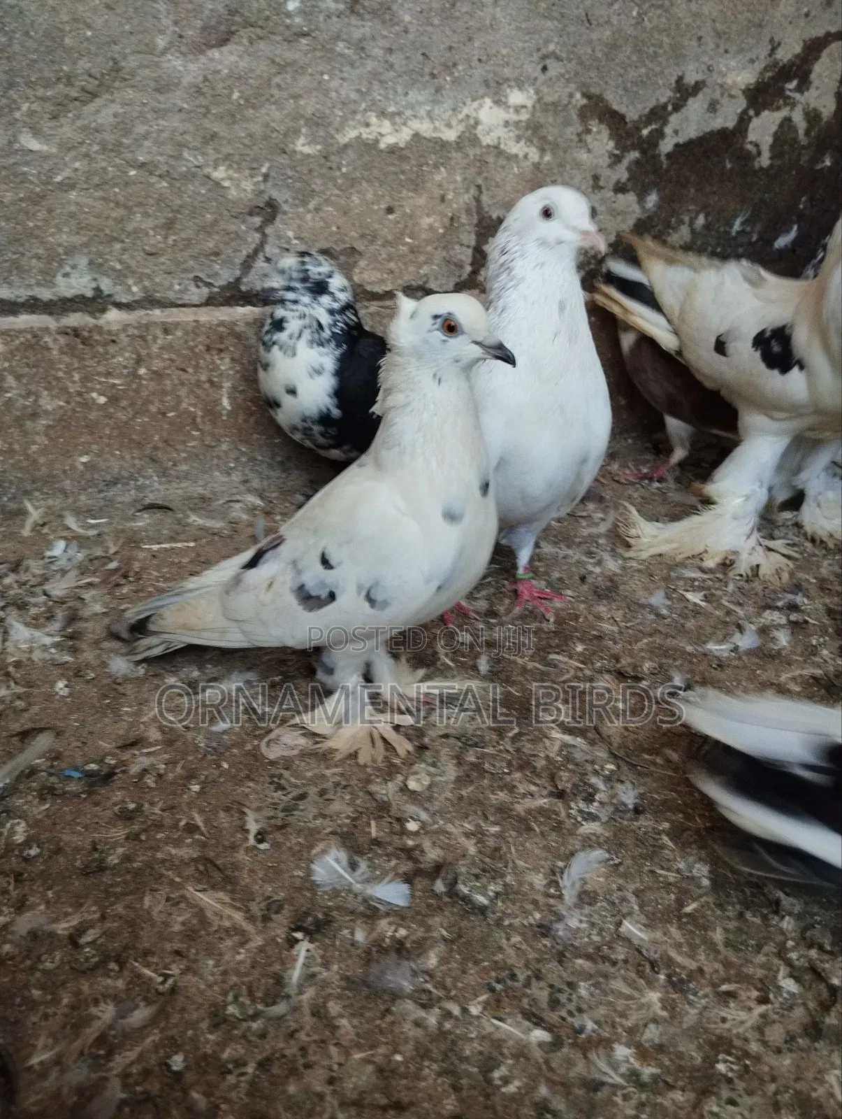 Head Crested and Leg Flared Pure Shungi Breeds.