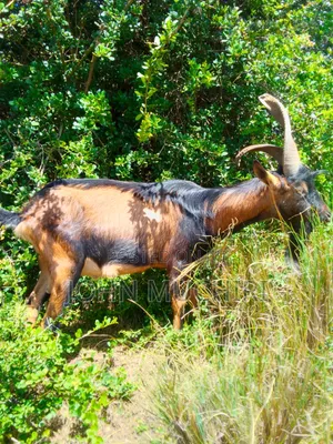 Alphine Buck