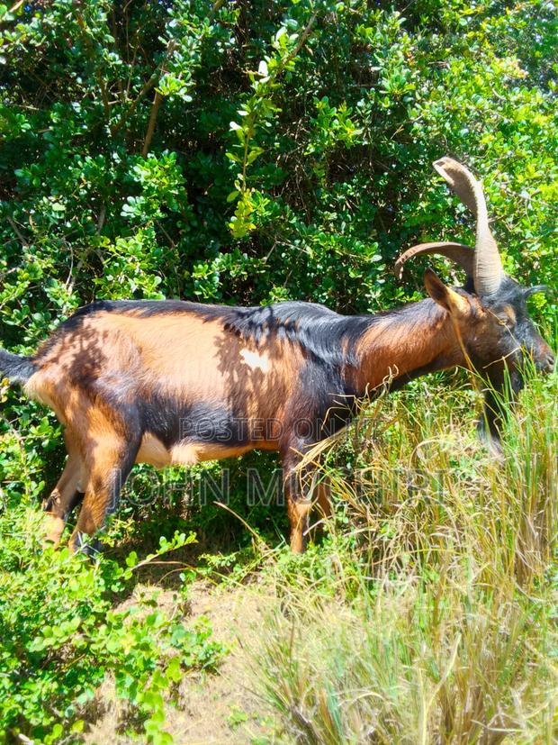 Alphine Buck - main view