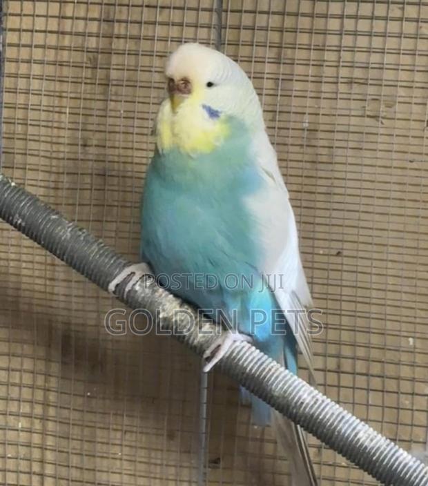 Mature Budgies - main view