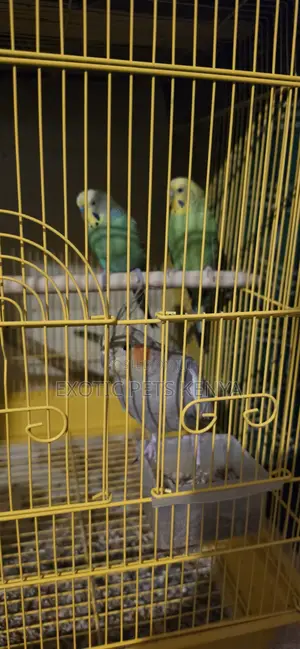 Lovebirds, Budgies and Cocaktiels