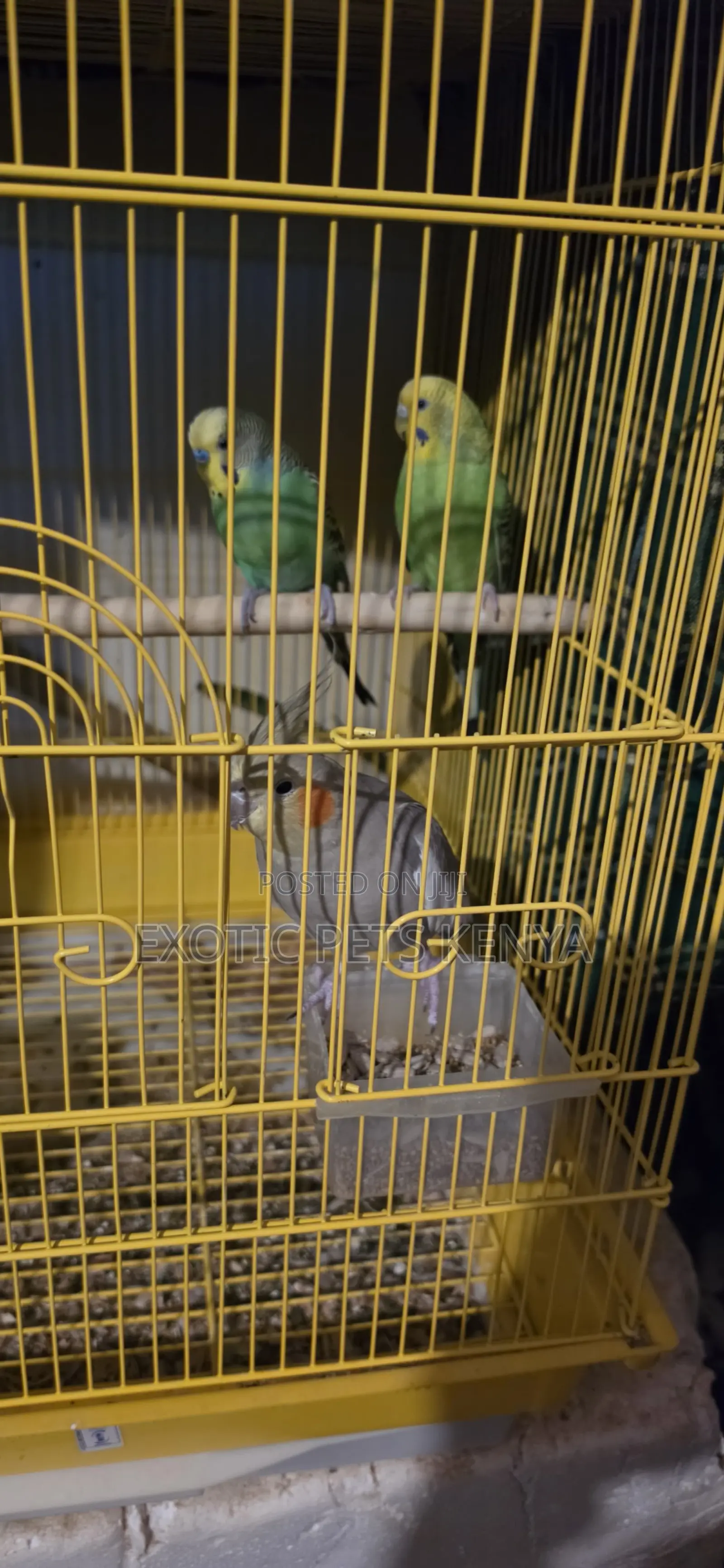 Lovebirds, Budgies and Cocaktiels