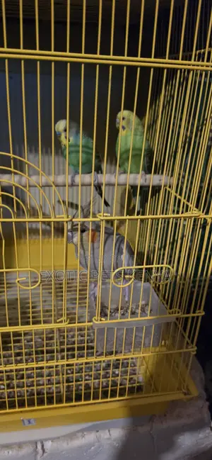 Lovebirds, Budgies and Cocaktiels