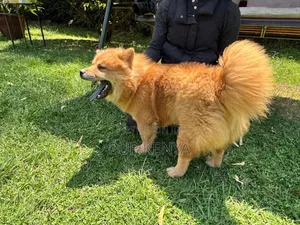1+ year Male Purebred Chow Chow