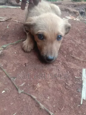 3-6 months Female Purebred Golden Retriever