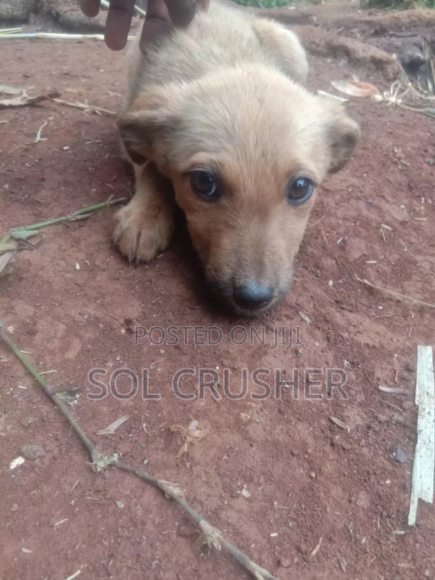 3-6 months Female Purebred Golden Retriever
