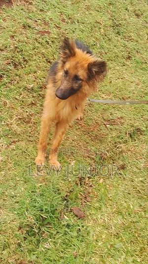 6-12 months Male Purebred German Shepherd