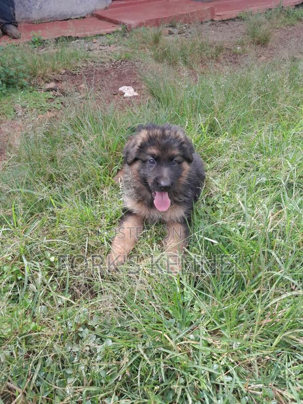 1-3 months Male Purebred German Shepherd