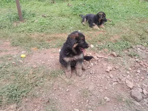 1-3 months Female Purebred German Shepherd