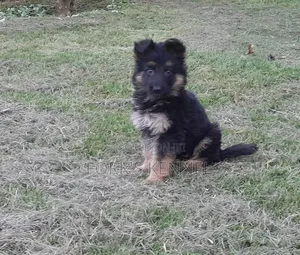 1-3 months Male Purebred German Shepherd