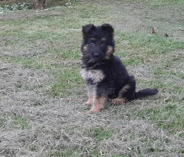 1-3 months Male Purebred German Shepherd