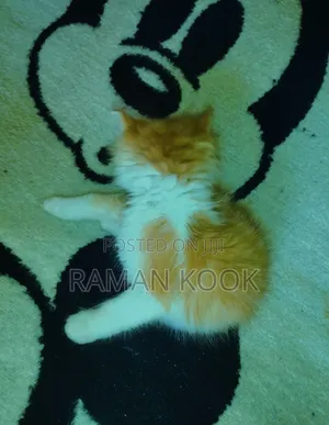 1-3 months Female Purebred Tabby