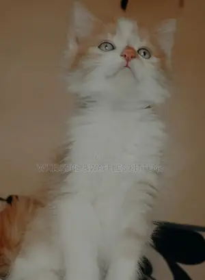 1-3 months Female Purebred Tabby