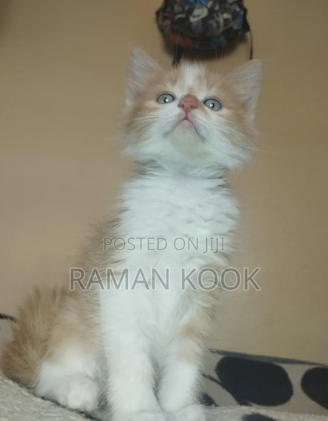 1-3 months Female Purebred Tabby