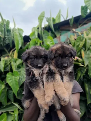 1-3 months Male Purebred German Shepherd