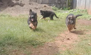 1-3 months Male Purebred German Shepherd